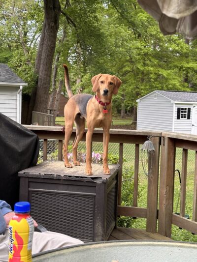 Loving Care Kennels - Pigeon Forge, TN