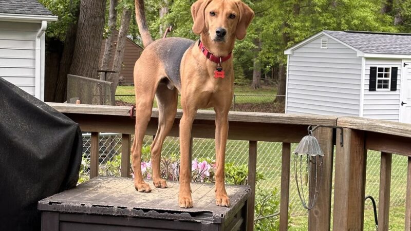 Loving Care Kennels - Pigeon Forge, TN