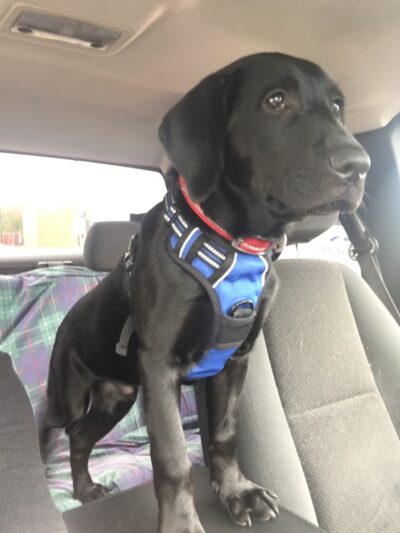 Loving Care Kennels - Pigeon Forge, TN