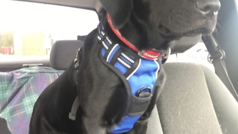 Loving Care Kennels - Pigeon Forge, TN