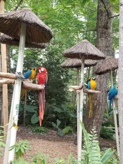 Parrot Mountain and Gardens - Pigeon Forge, TN