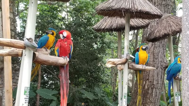 Parrot Mountain and Gardens - Pigeon Forge, TN