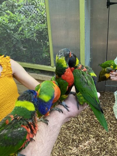 Parrot Mountain and Gardens - Pigeon Forge, TN