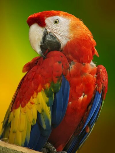 Parrot Mountain and Gardens - Pigeon Forge, TN