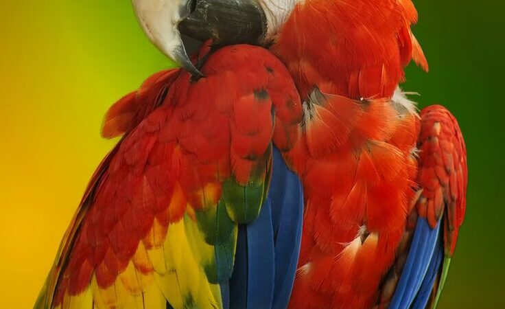 Parrot Mountain and Gardens - Pigeon Forge, TN