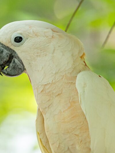 Parrot Mountain and Gardens - Pigeon Forge, TN