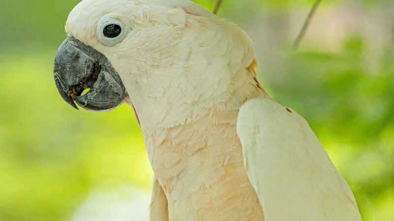 Parrot Mountain and Gardens - Pigeon Forge, TN