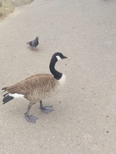 Patriot Park - Pigeon Forge, TN