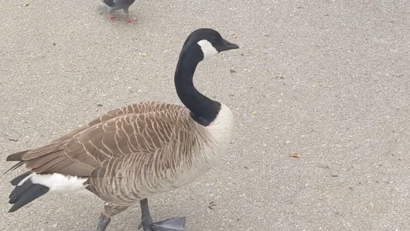 Patriot Park - Pigeon Forge, TN