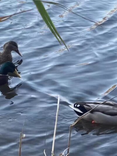 Mill Creek Park - Pine Beach, NJ