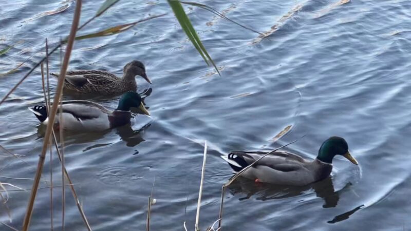 Mill Creek Park - Pine Beach, NJ