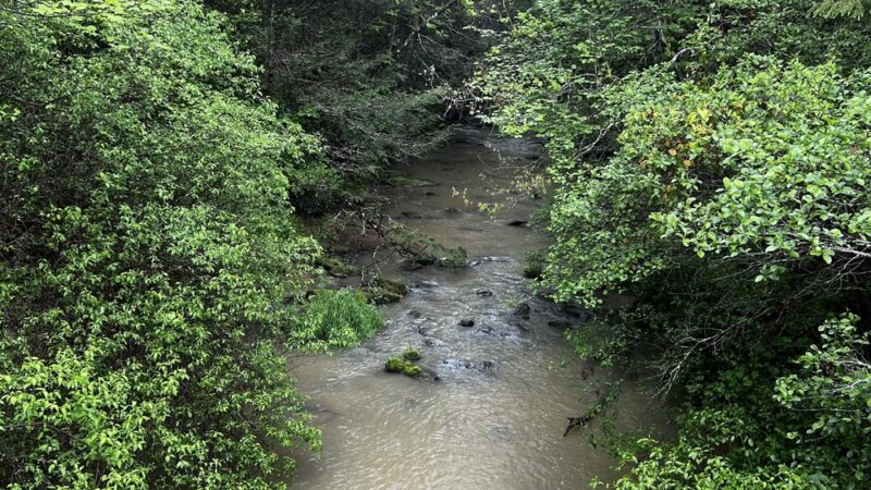 Bridge Fork Bridge Trail - Pine Knot, KY