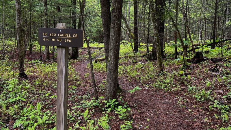 Bridge Fork Bridge Trail - Pine Knot, KY