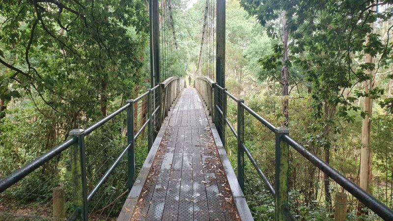 Bridge Fork Bridge Trail - Pine Knot, KY