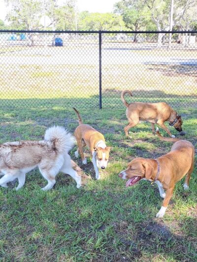 Helen Howarth Dog Park - Pinellas Park, FL