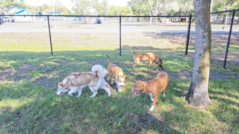 Helen Howarth Dog Park - Pinellas Park, FL