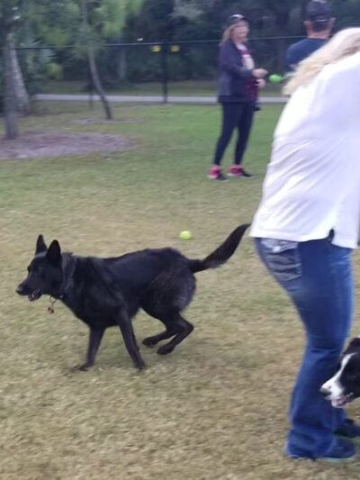 Helen Howarth Dog Park - Pinellas Park, FL