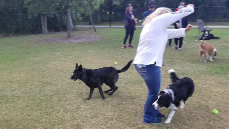 Helen Howarth Dog Park - Pinellas Park, FL
