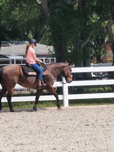 Helen Howarth Dog Park - Pinellas Park, FL