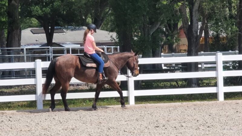Helen Howarth Dog Park - Pinellas Park, FL