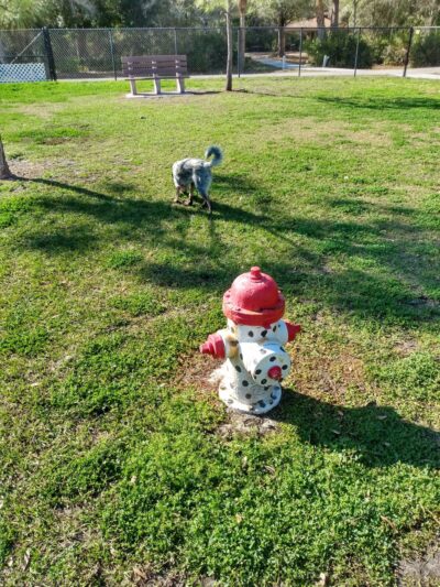Helen Howarth Dog Park - Pinellas Park, FL