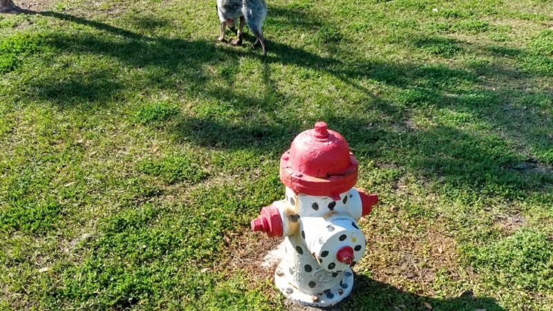 Helen Howarth Dog Park - Pinellas Park, FL