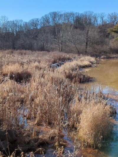 Wingfield Pines - Pittsburgh, PA
