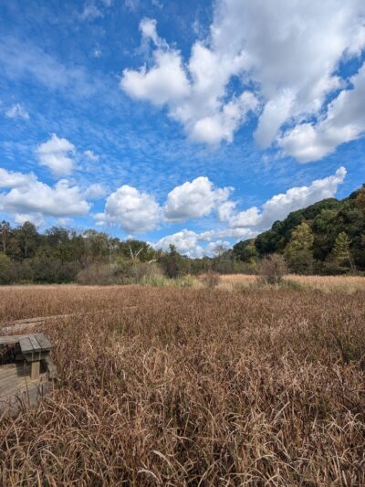 Wingfield Pines - Pittsburgh, PA
