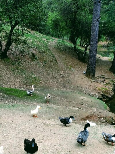 Lumsden Park - Placerville, CA