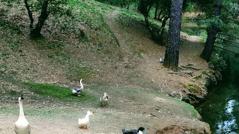Lumsden Park - Placerville, CA