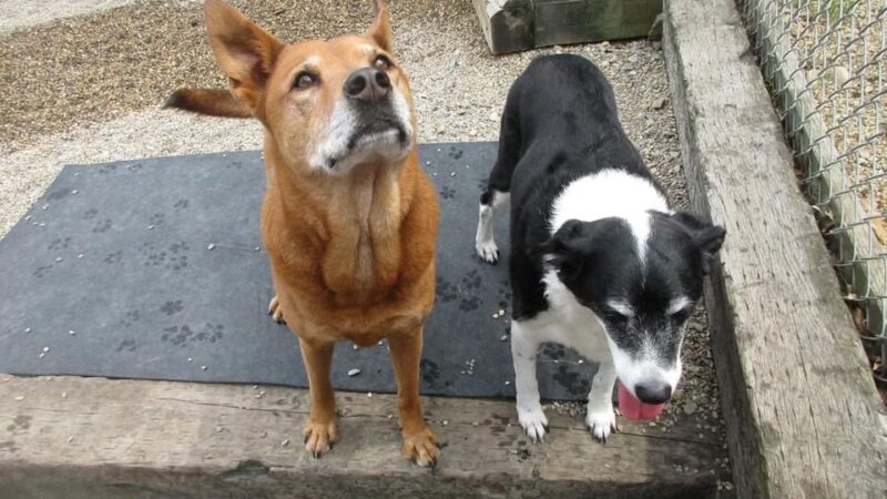 Free Dog - Plaistow, NH