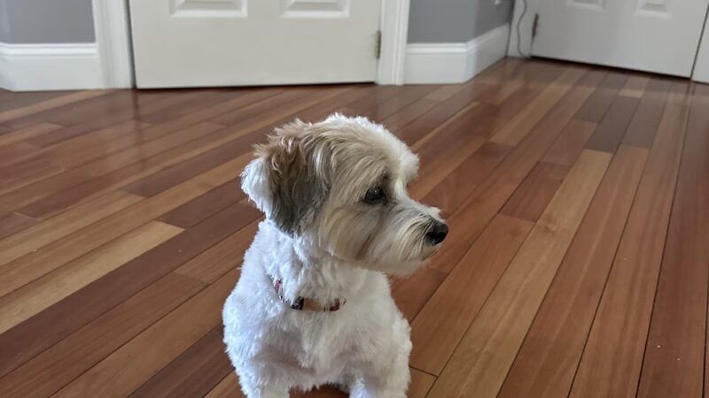 Free Dog - Plaistow, NH