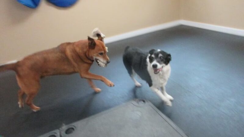 Free Dog - Plaistow, NH