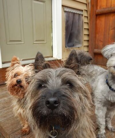 Free Dog - Plaistow, NH