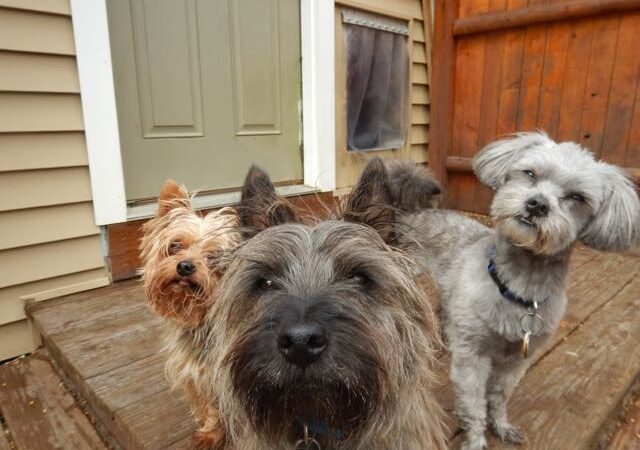 Free Dog - Plaistow, NH