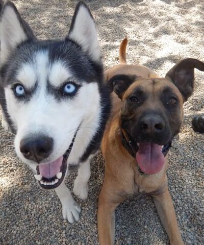 Free Dog - Plaistow, NH