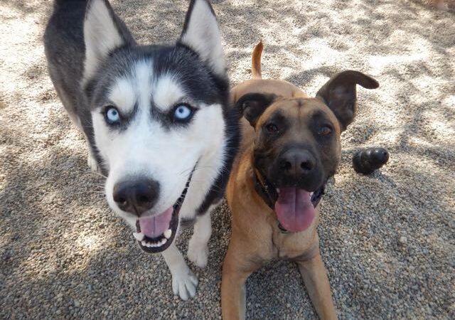 Free Dog - Plaistow, NH