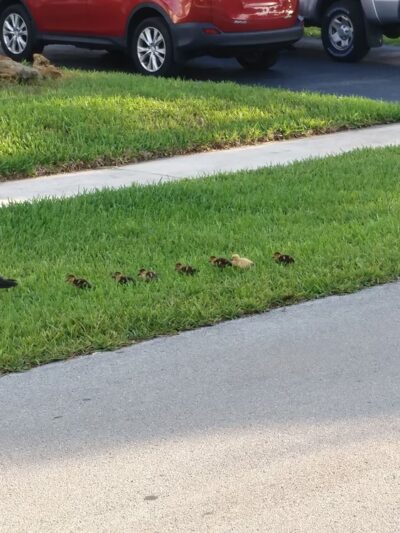 Mirror Lake Park - Plantation, FL