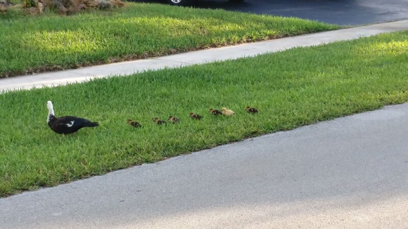 Mirror Lake Park - Plantation, FL