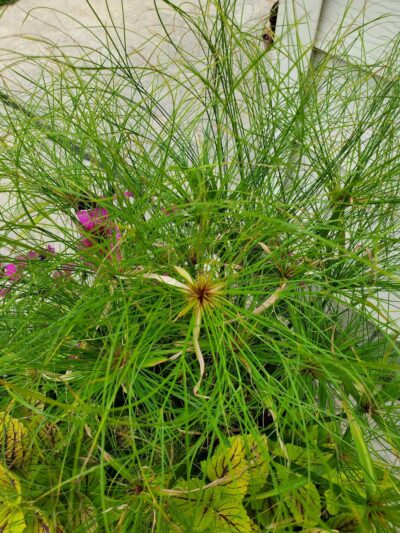 Plato Community Park - Plato, MN