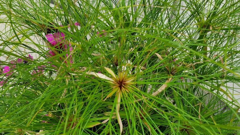 Plato Community Park - Plato, MN