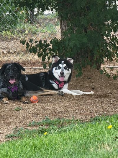 Platteville Dog Park - Platteville, CO
