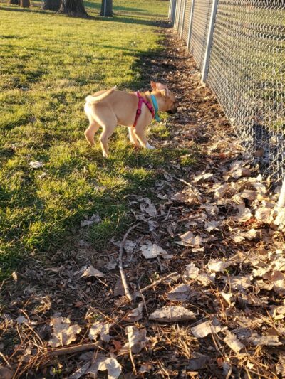 Platteville Dog Park - Platteville, WI