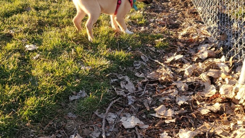 Platteville Dog Park - Platteville, WI