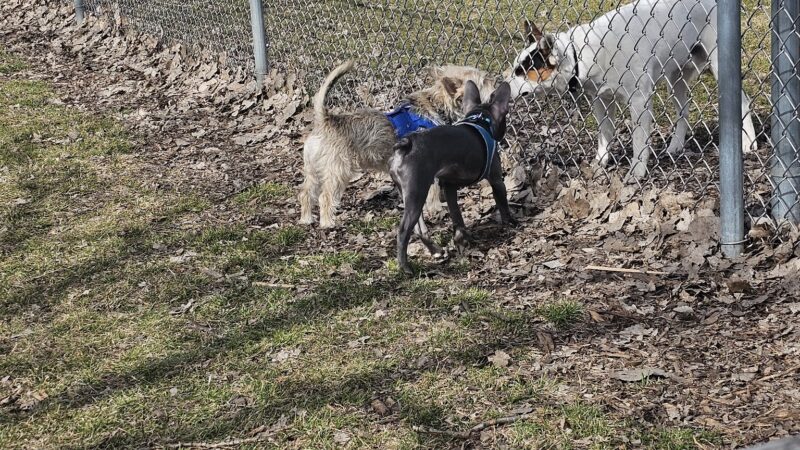 Platteville Dog Park - Platteville, WI