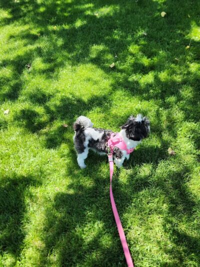 Platteville Dog Park - Platteville, WI