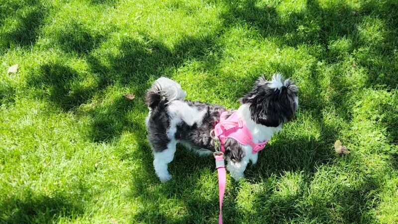 Platteville Dog Park - Platteville, WI