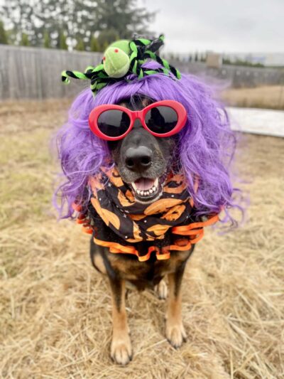 Opportunity Barks - Pleasant Hill, OR