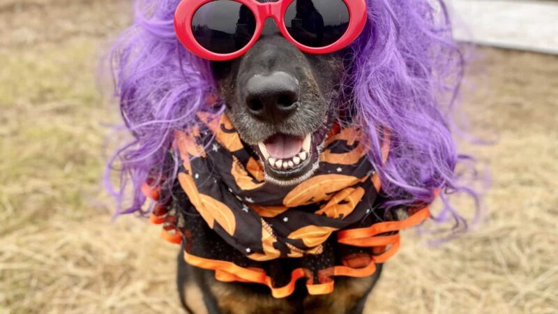Opportunity Barks - Pleasant Hill, OR