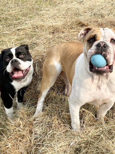 Opportunity Barks - Pleasant Hill, OR